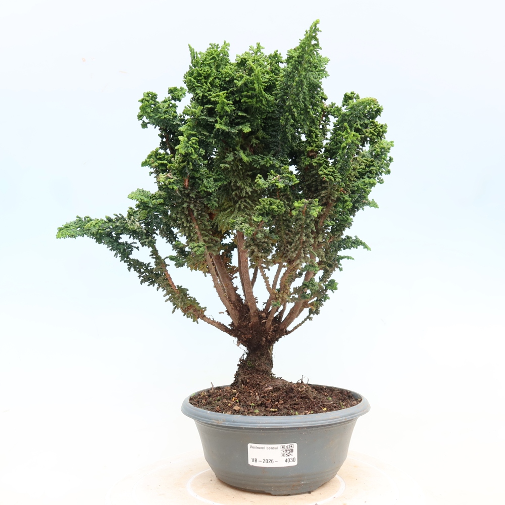Bonsai für draußen - Cham. obtusa SEKKA HINOKI - Zypresse