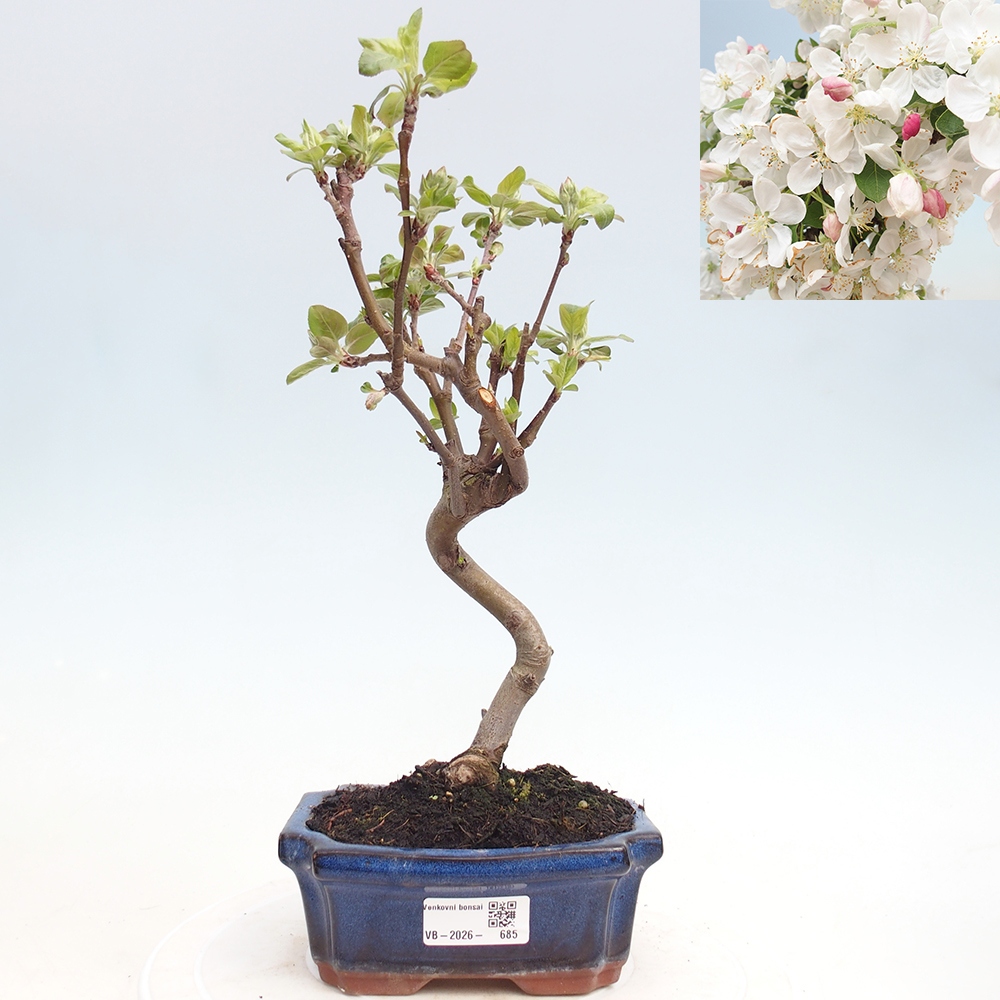 Outdoor-Bonsai -Malus halliana - Kleinfrüchtiger Apfelbaum