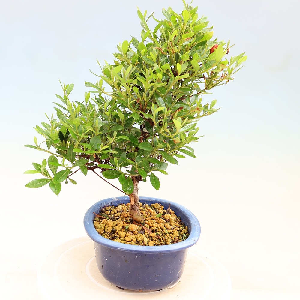 Bonsai für draußen - Japanische Azalee - Azalee Matsunami