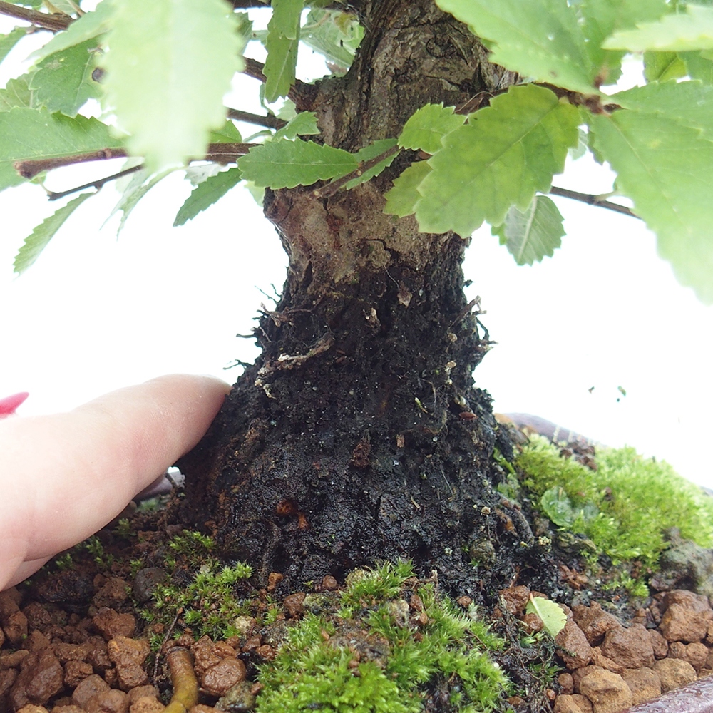 Bonsai für draußen - Zelkova - Zelkova NIRE