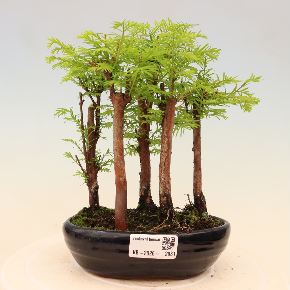 Bonsai für den Außenbereich – Metasequoia glyptostroboides – Chinesische Metasequoia – Wäldchen