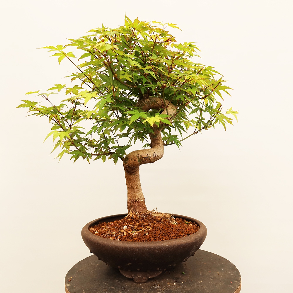 Bonsai für draußen - Ahorn palmatum - Palmen