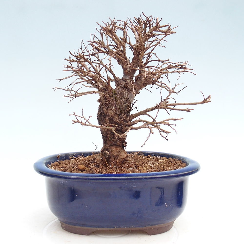 Bonsai für draußen - Zelkova - Zelkova NIRE