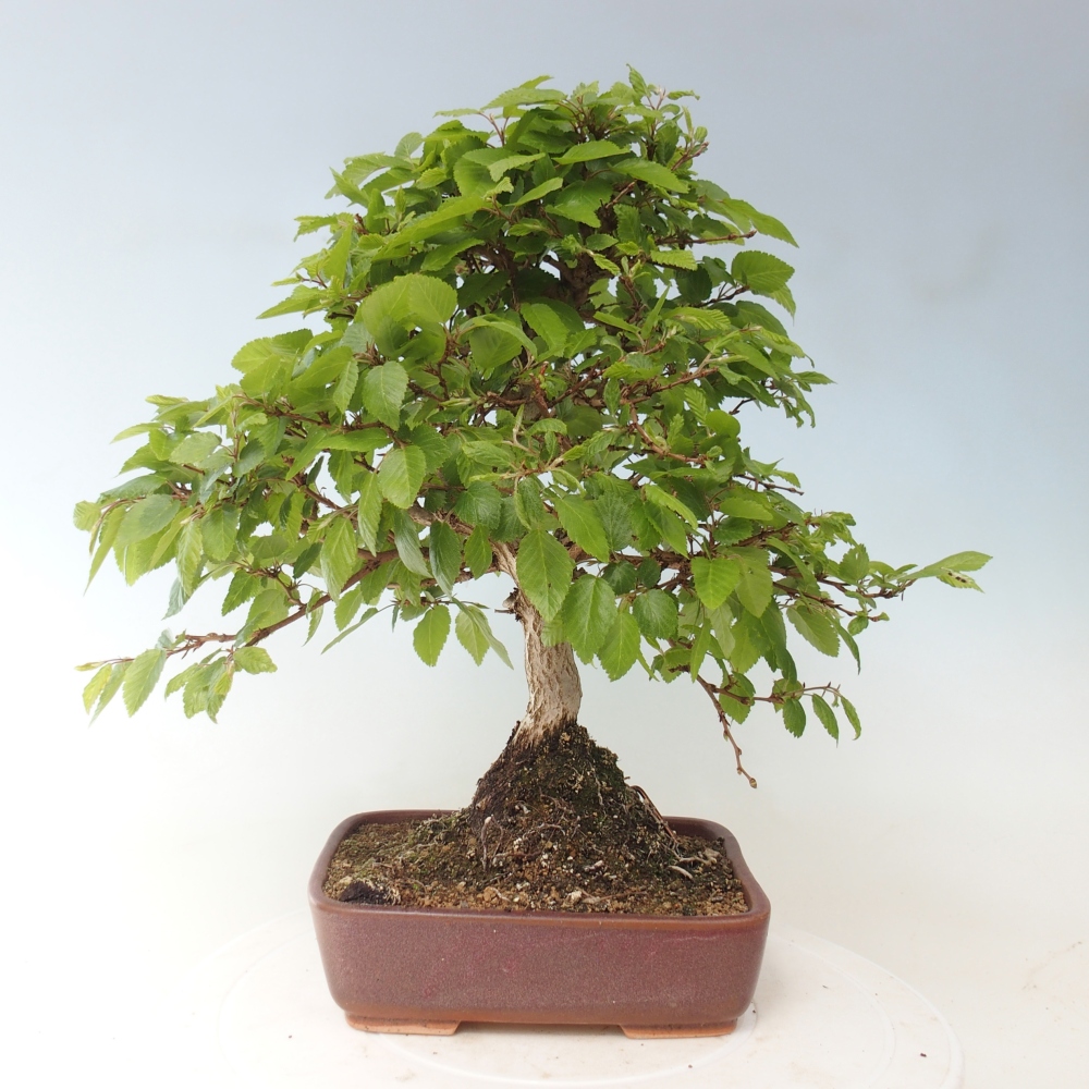 Bonsai für draußen -Carpinus CARPINOIDES - Koreanische Hainbuche
