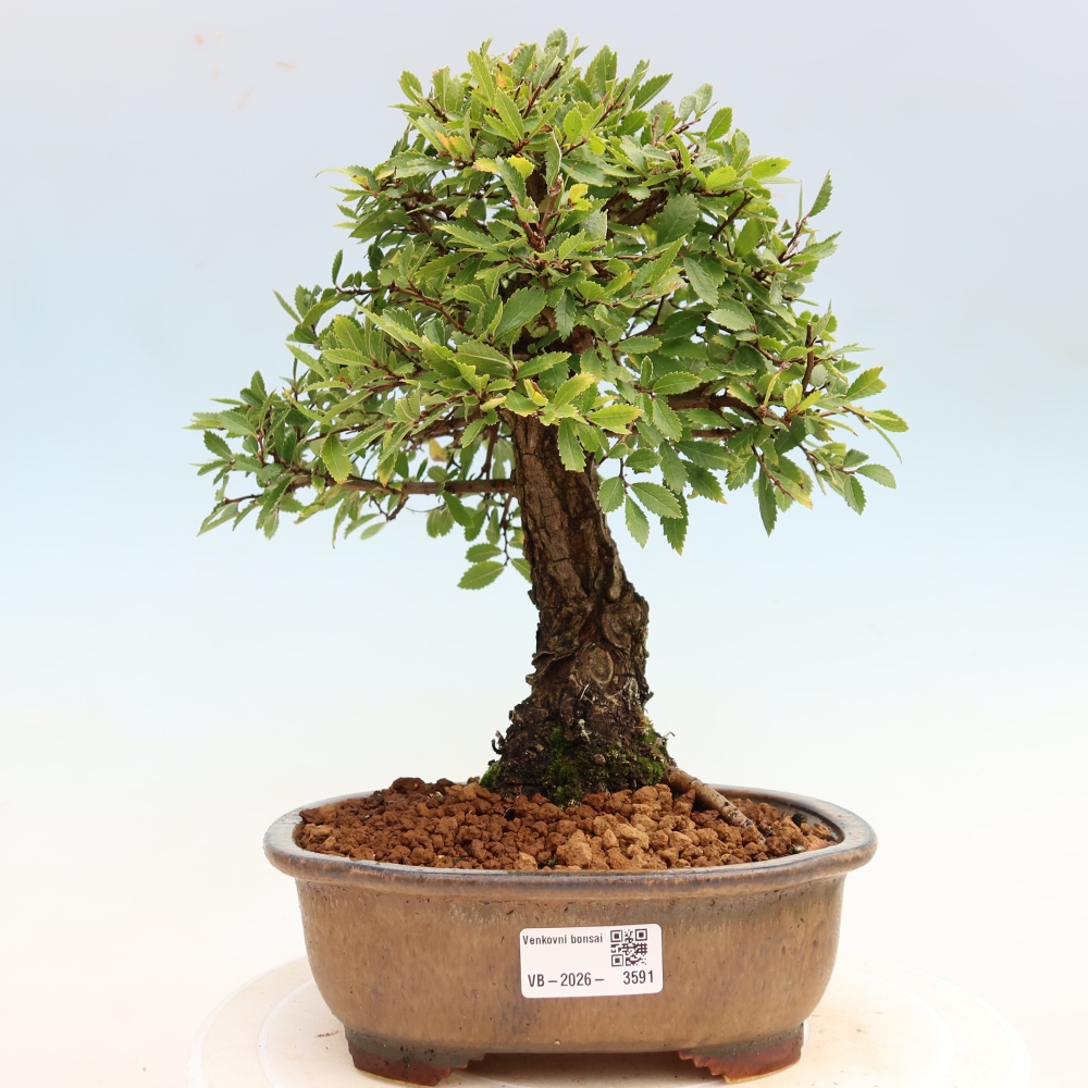 Bonsai für draußen - Zelkova - Zelkova NIRE