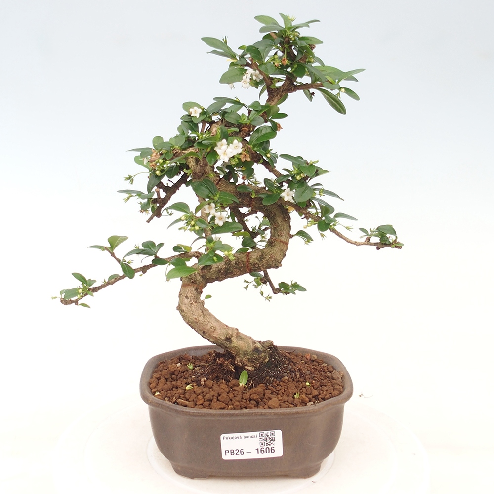 Zimmer-Bonsai - Carmona macrophylla - Tee-Fuki