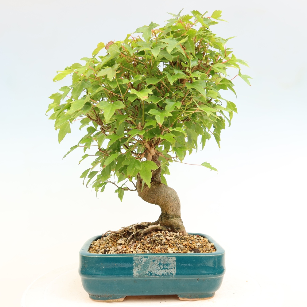 Bonsai für draußen - Ahorn Burger - Acer Burgerianum