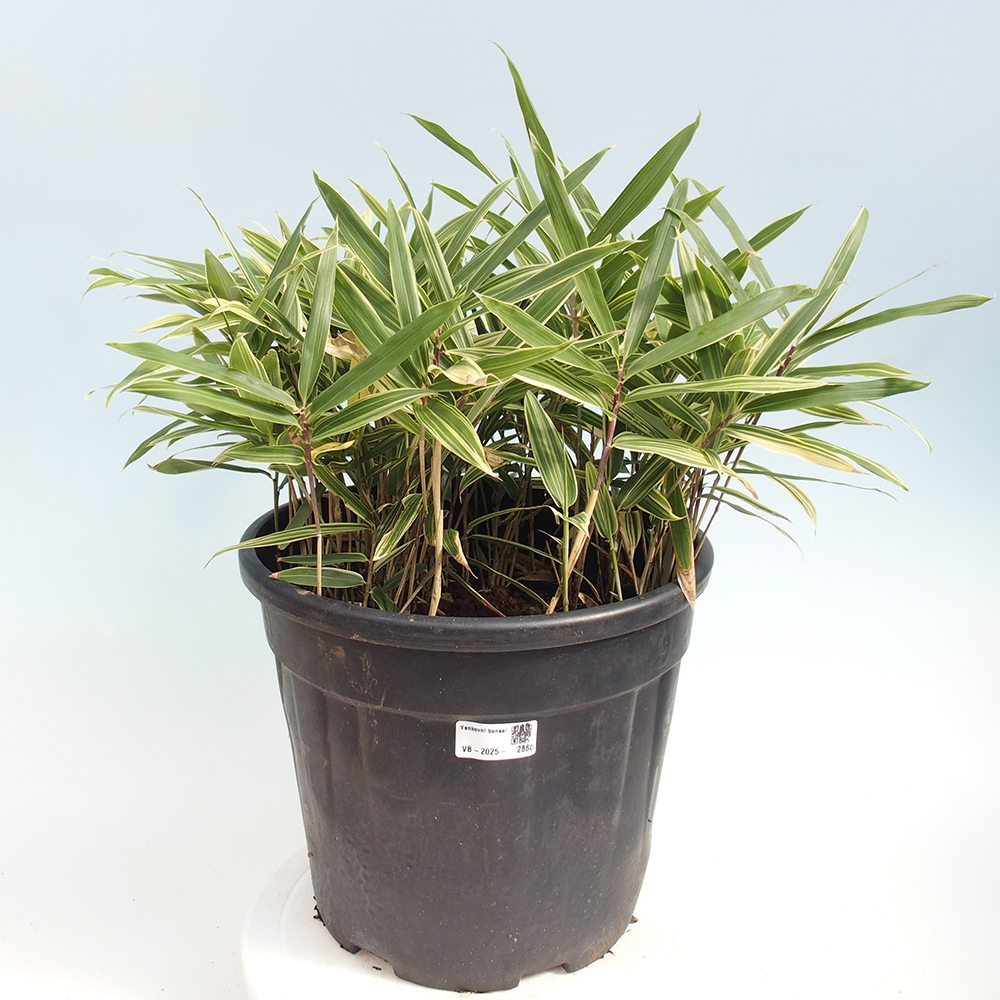 Bonsai für draußen - Sasaella masamuneana Albostriata - Bambus