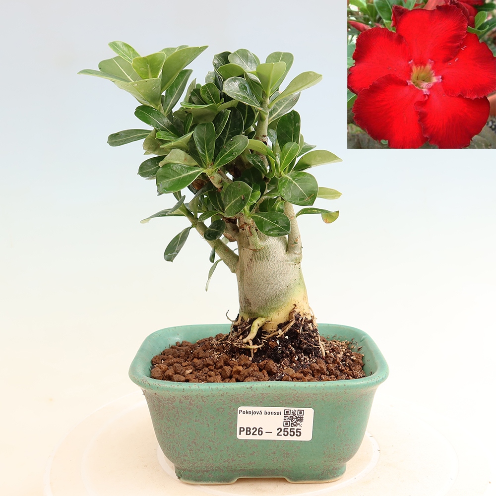 Zimmerbonsai – Adenium obesum „Red Star“ – Wüstenrose