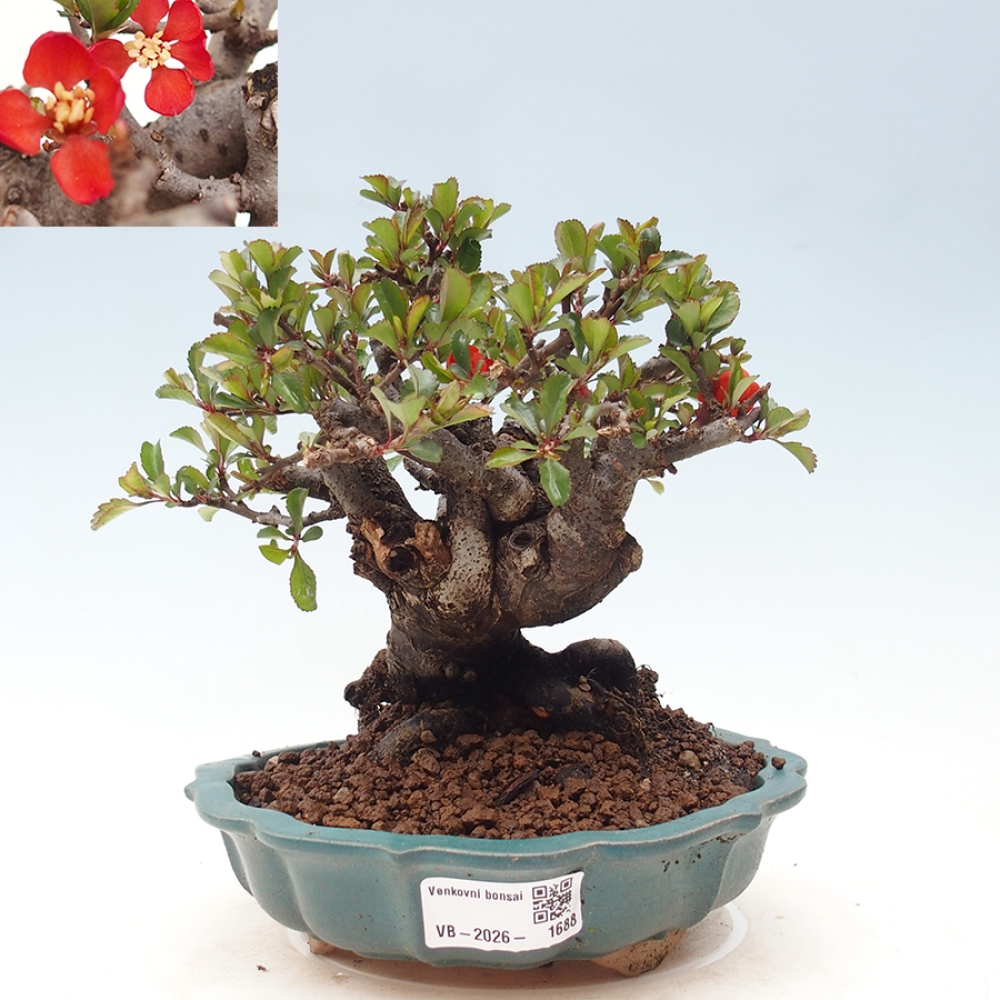 Bonsai für draußen - Chaneomeles speciosa - Quitte