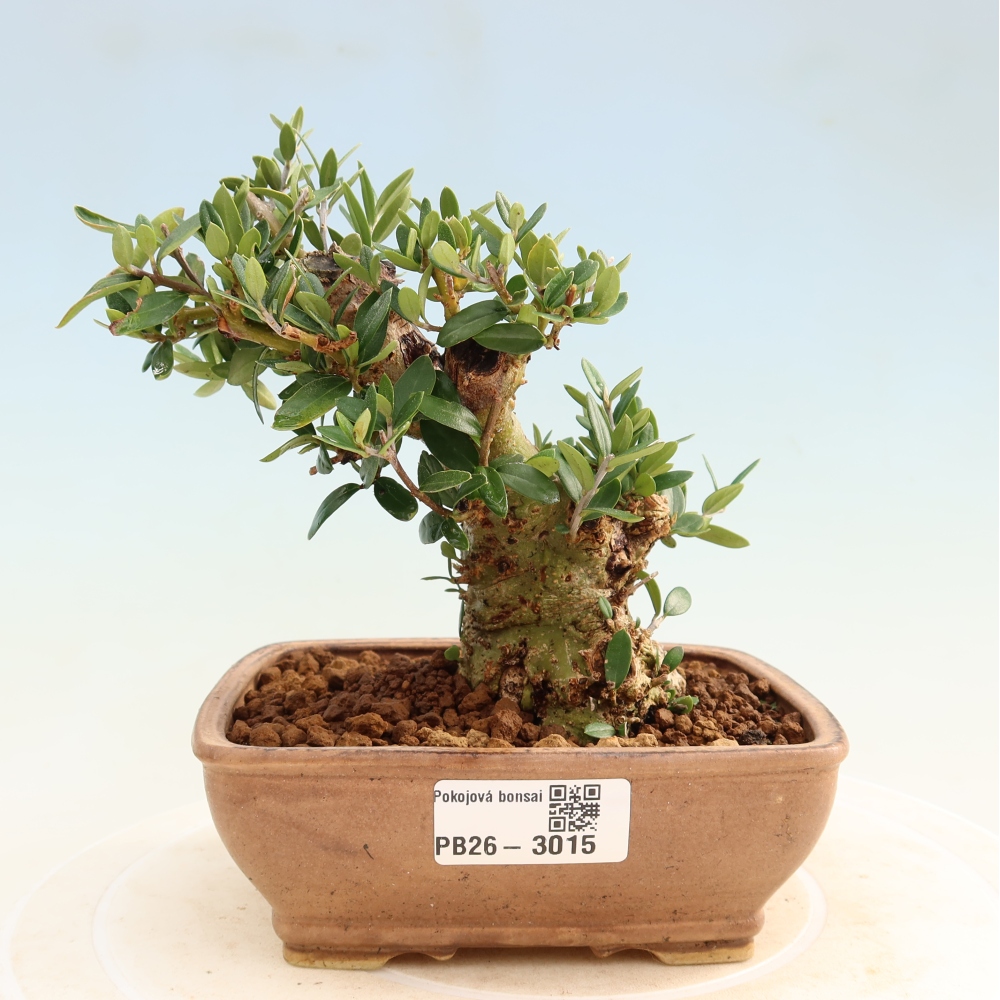 Zimmerbonsai - Olea europaea sylvestris