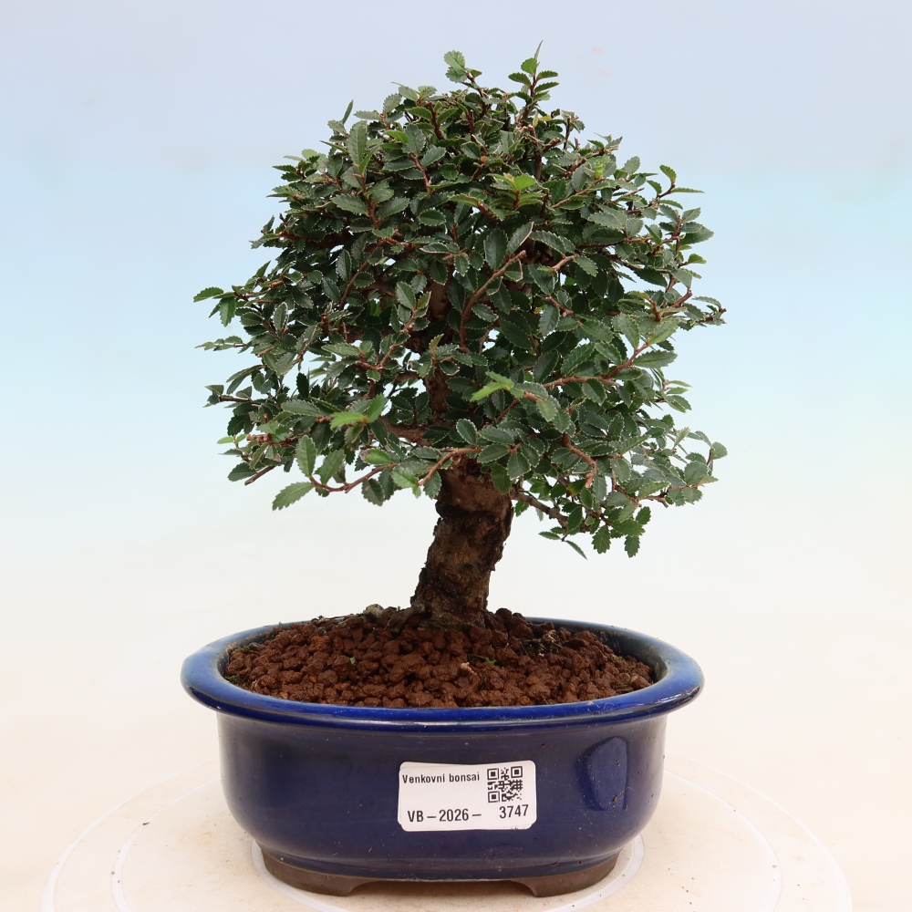 Bonsai für draußen - Zelkova - Zelkova NIRE