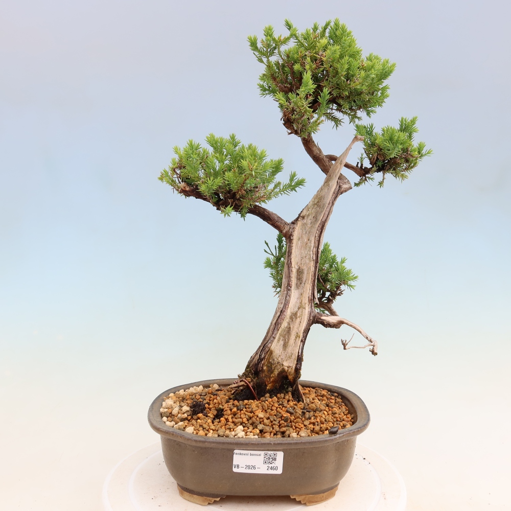 Bonsai für den Außenbereich – Juniperus squamata – Schuppiger Wacholder