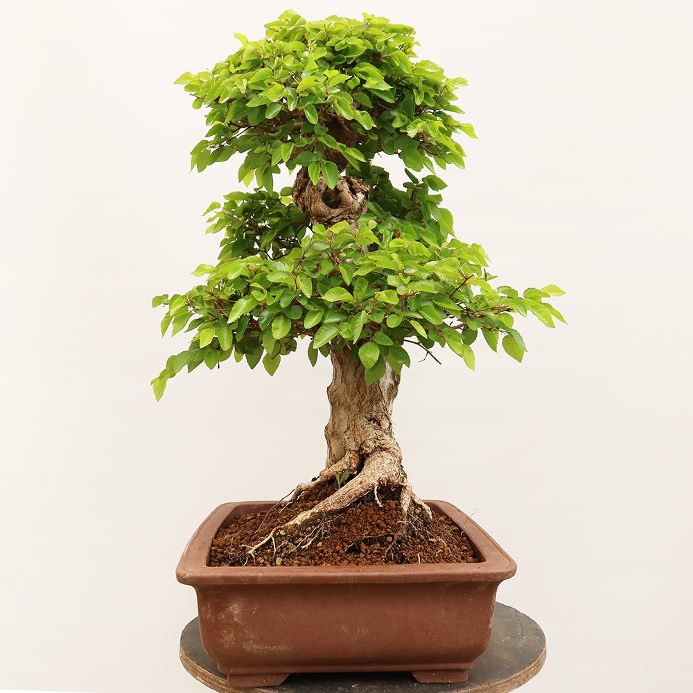 Bonsai für draußen - Karpinus Coreana - Koreanische Hainbuche