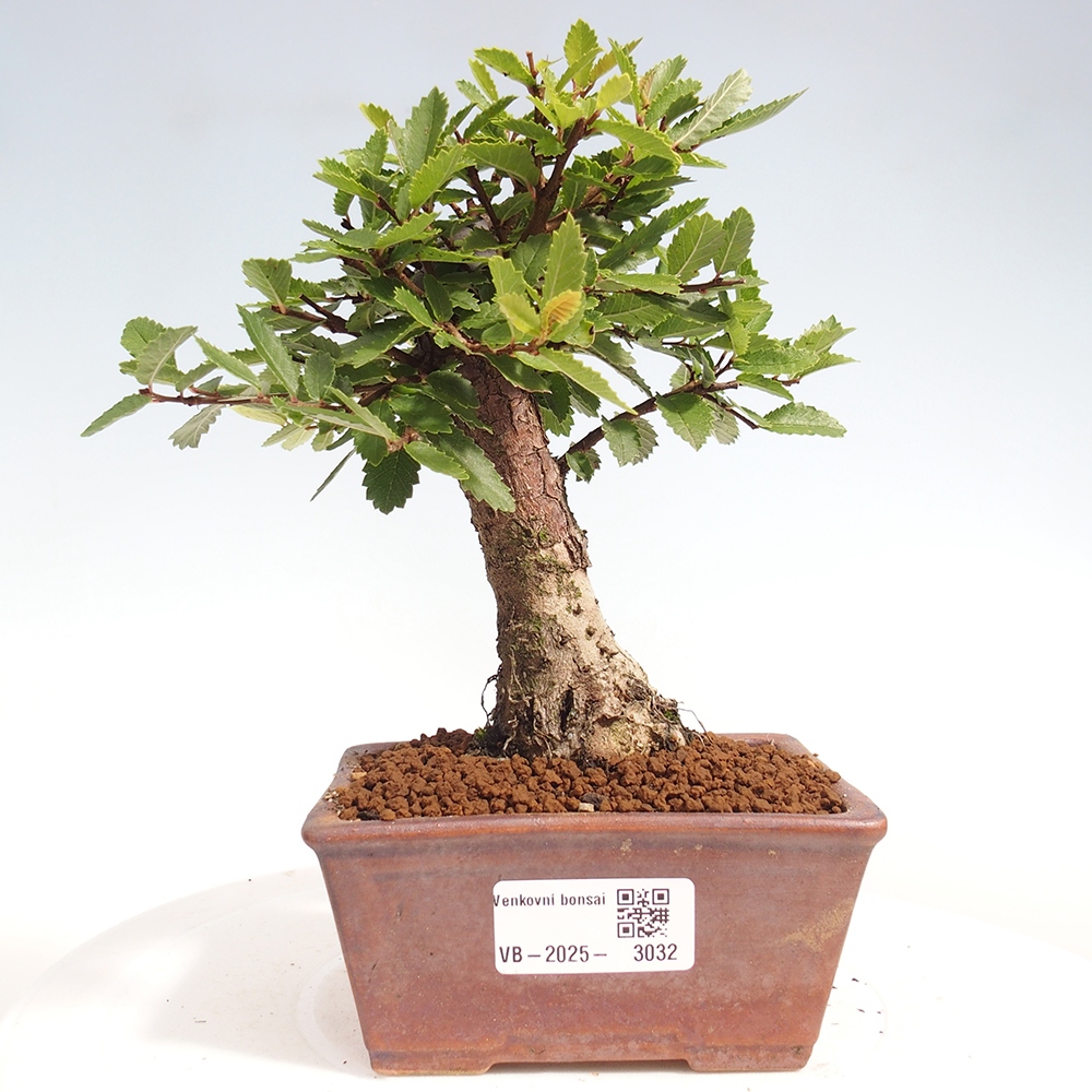 Bonsai für draußen - Zelkova - Zelkova NIRE