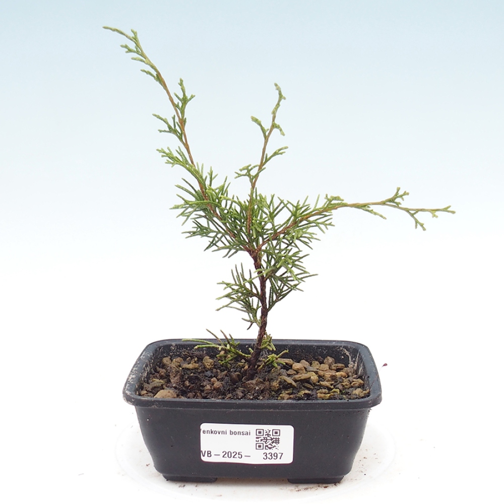 Bonsai für draußen - Juniperus chinensis Itoigawa