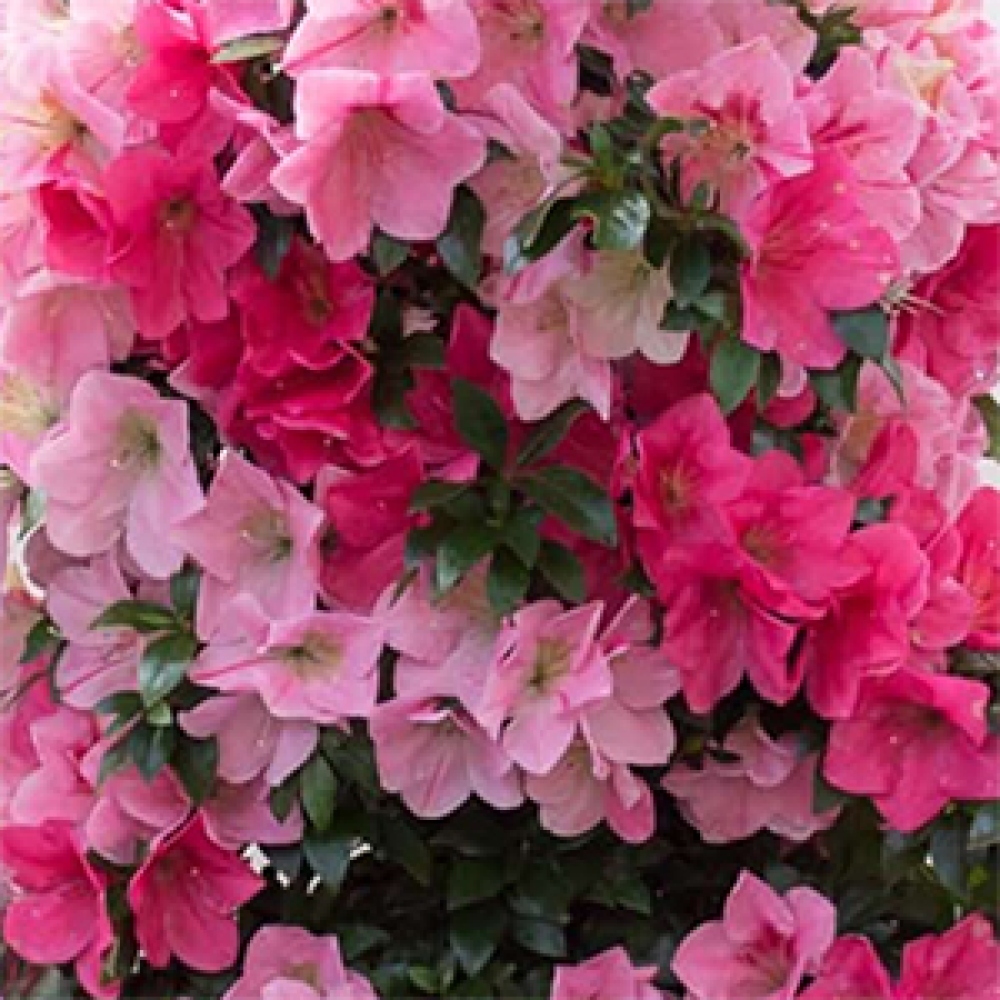 Bonsai für draußen - Japanische Azalee - Azalea Saien