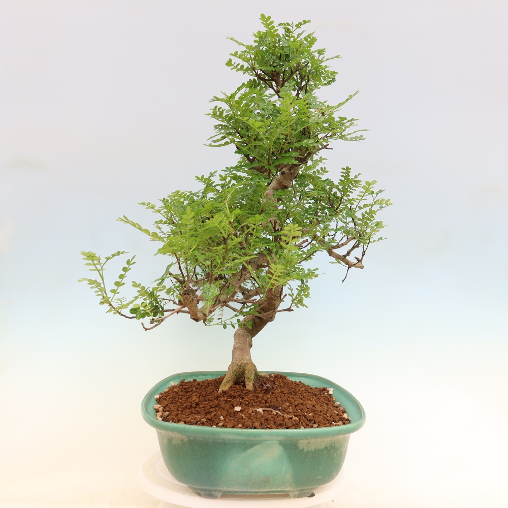 Zimmer Bonsai - Zantoxylum piperitum - Pfefferbaum