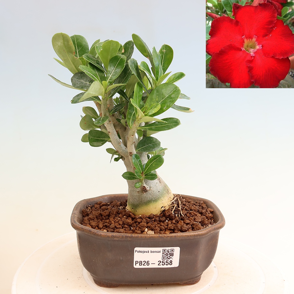 Zimmerbonsai – Adenium obesum „Red Star“ – Wüstenrose