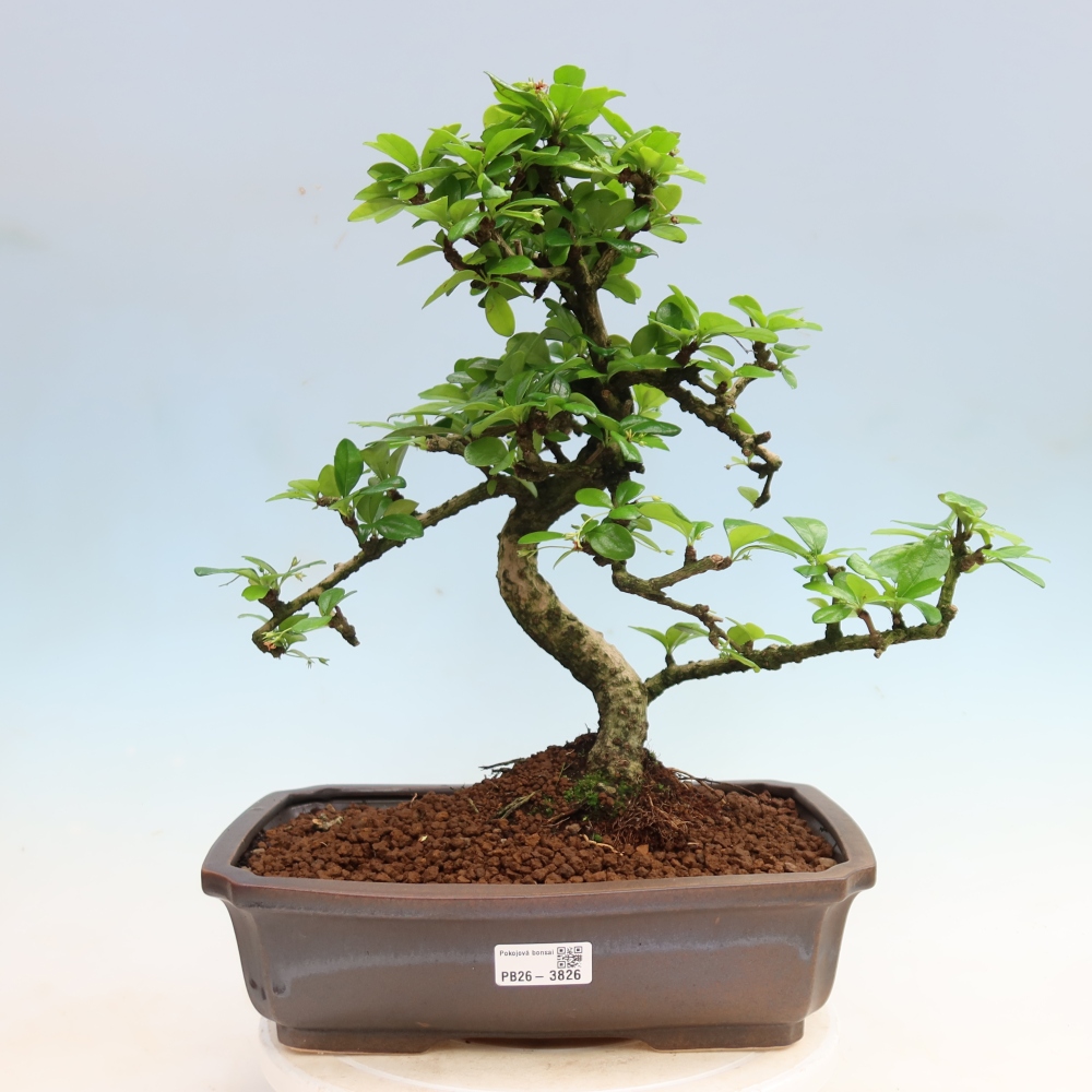 Zimmer-Bonsai - Carmona macrophylla - Tee-Fuki