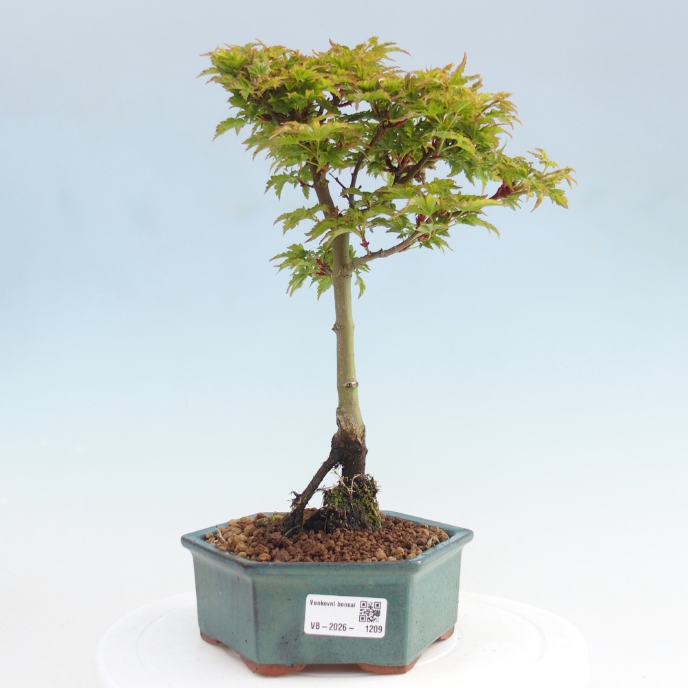 Bonsai für draußen -Javor-Palme Acer palmatum Shishigashira