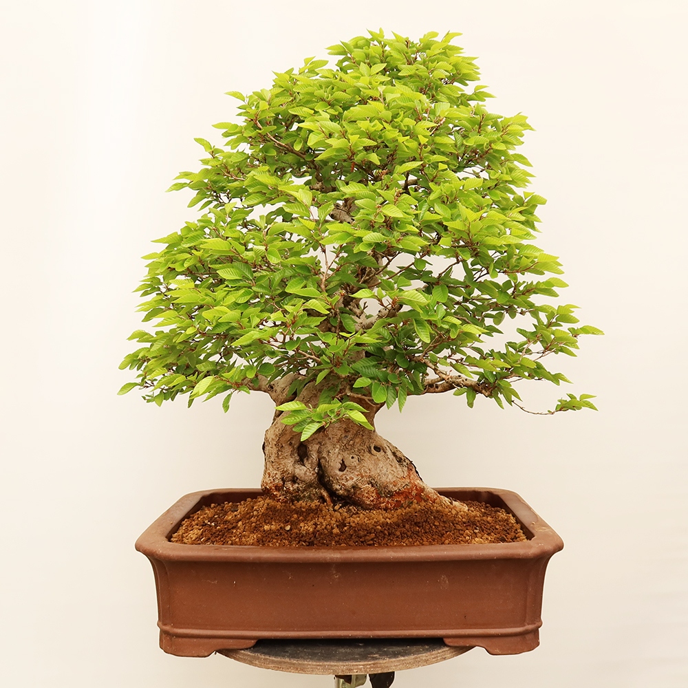 Bonsai für draußen - Karpinus Coreana - Koreanische Hainbuche