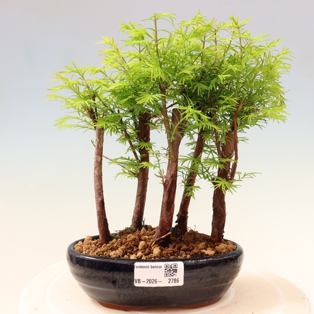 Bonsai für den Außenbereich – Metasequoia glyptostroboides – Chinesische Metasequoia – Wäldchen