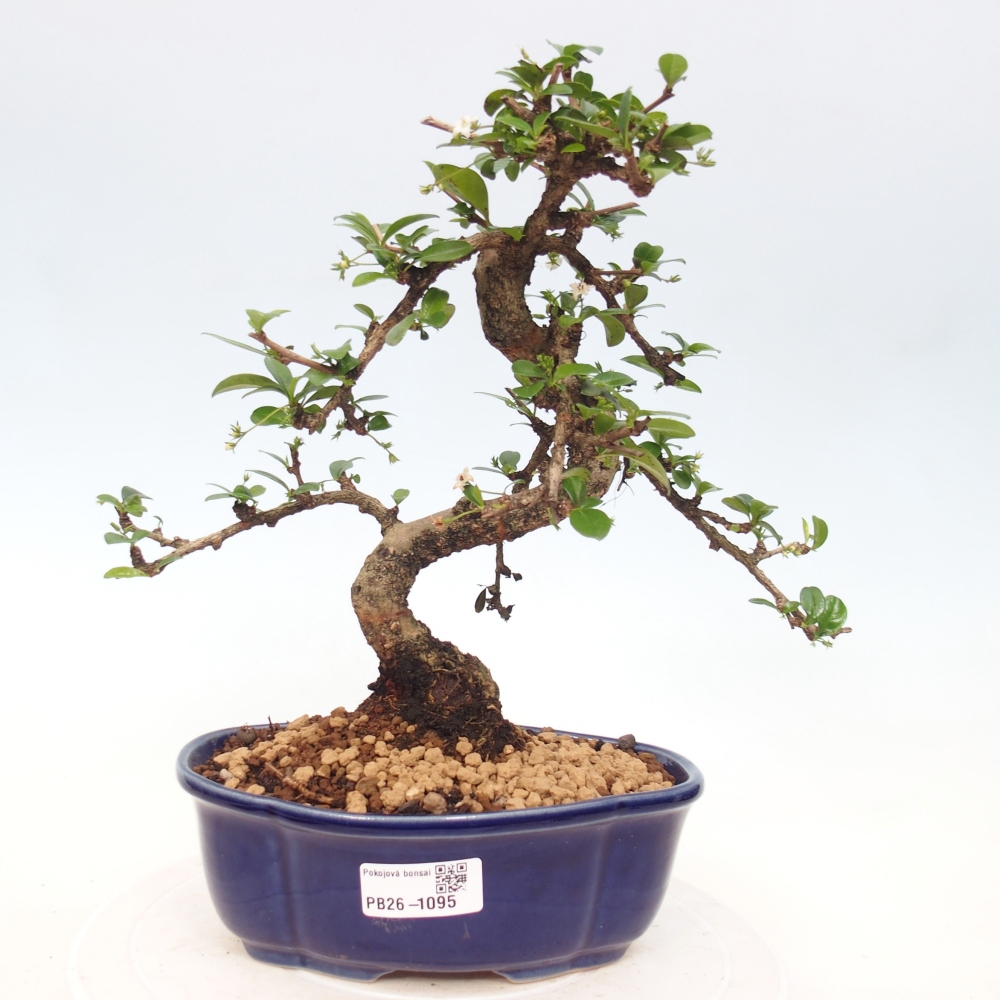 Zimmer-Bonsai - Carmona macrophylla - Tee-Fuki