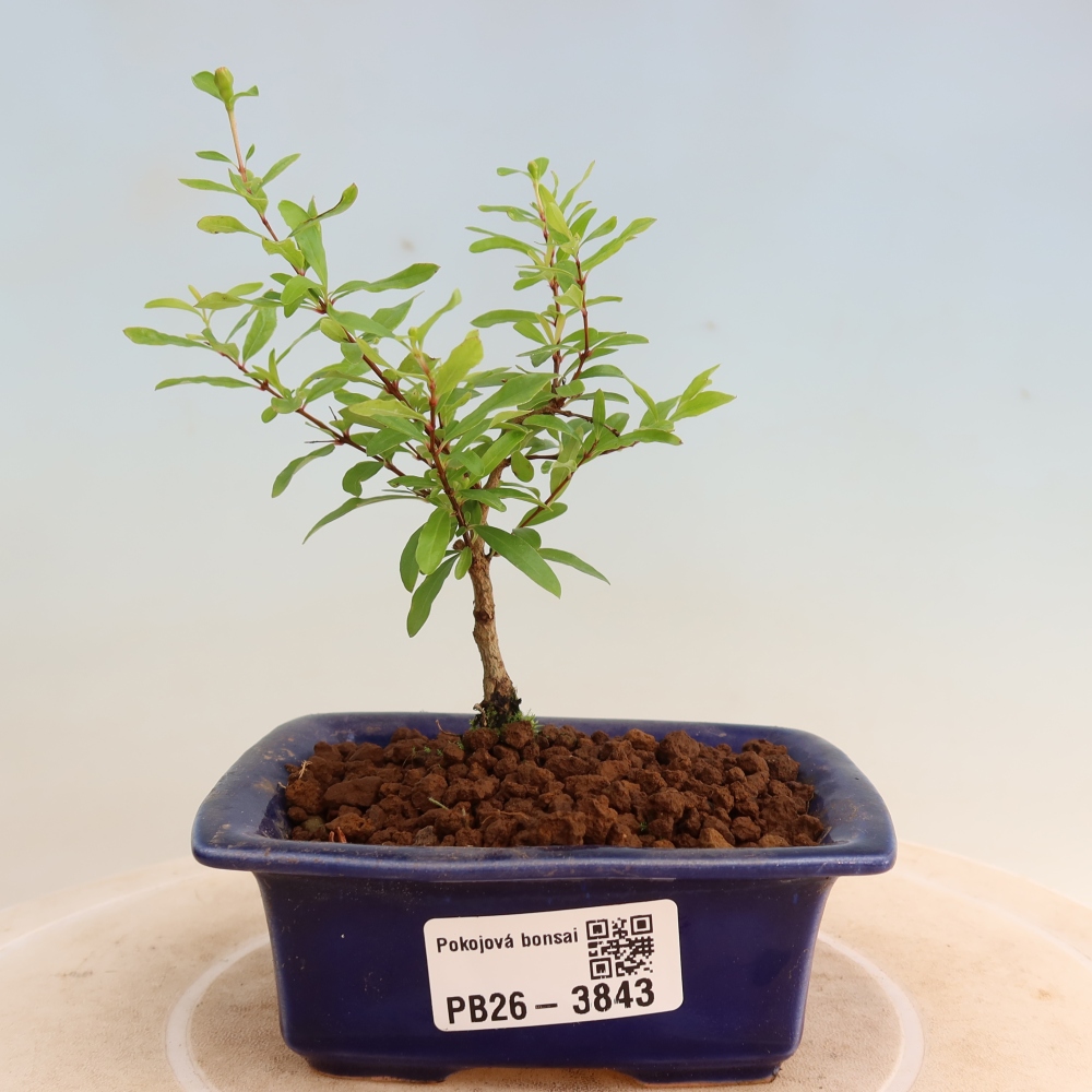 Zimmer-Bonsai-PUNICA granatum nana-Apfel-Granatapfel