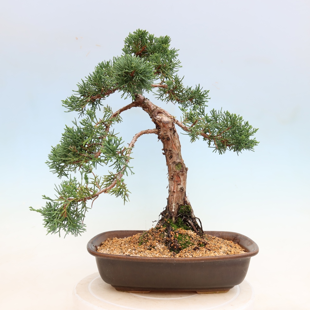 Bonsai für draußen - Juniperus chinensis Kishu