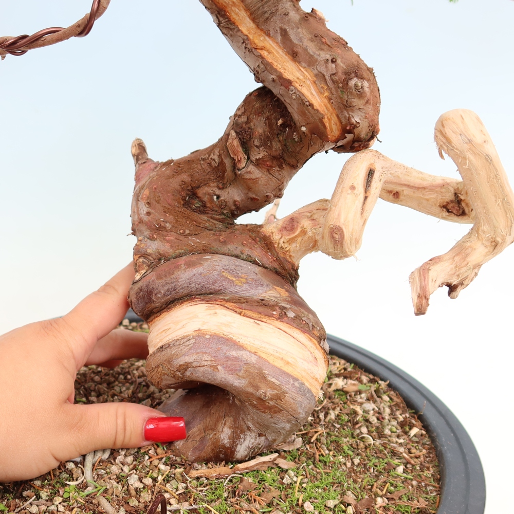 Bonsai für draußen - Juniperus chinensis Itoigawa-Juniperus chinensis
