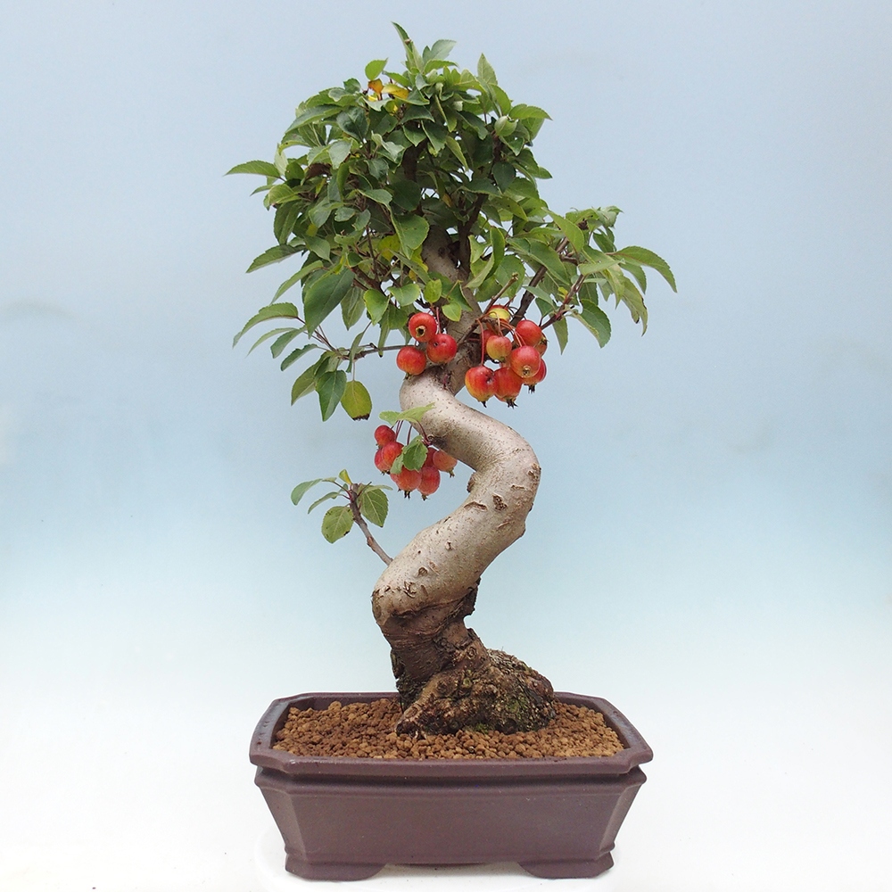 Outdoor-Bonsai -Malus halliana - Kleinfrüchtiger Apfelbaum