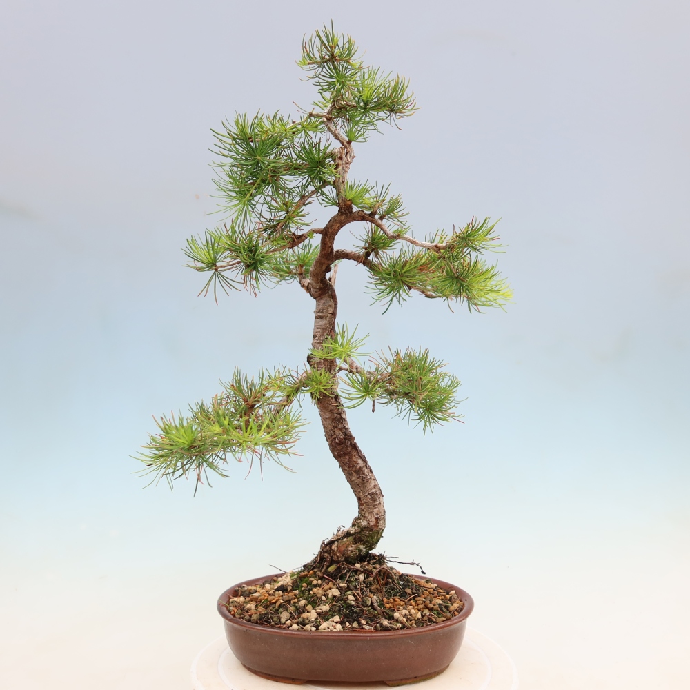 Bonsai für draußen -Larix decidua - Lärche
