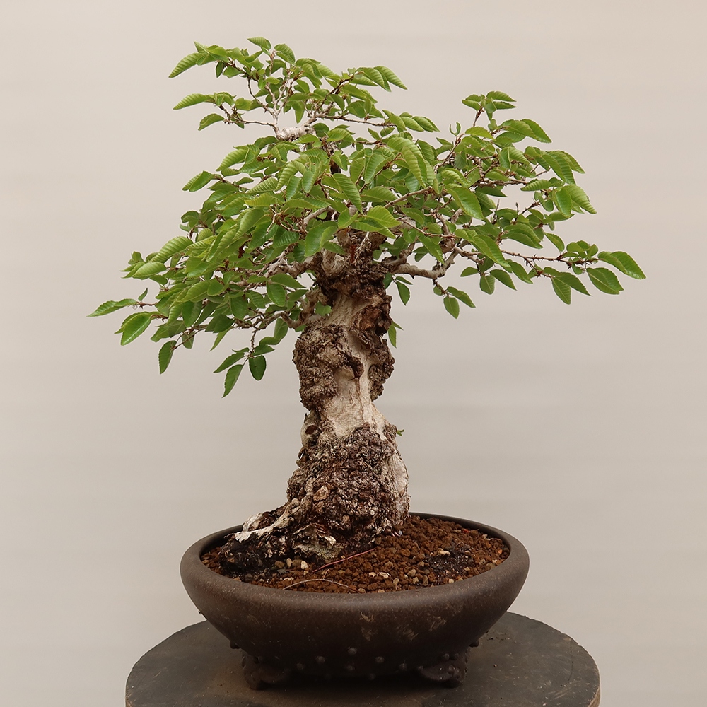 Bonsai für draußen - Karpinus Coreana - Koreanische Hainbuche