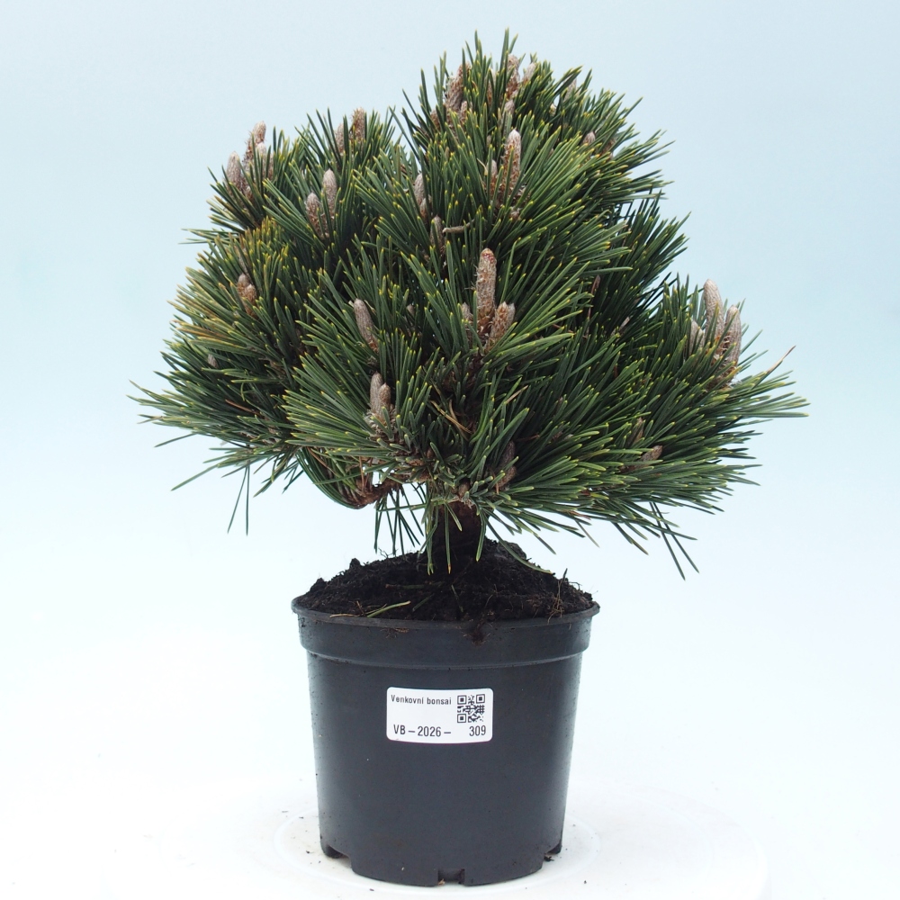 Bonsai für draußen - Pinus thunbergii senjyumaru - Thunberg-Kiefer