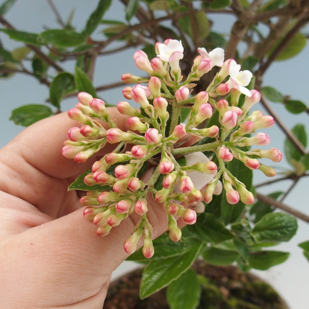 Outdoor Bonsai-Kalina Bodnanská - Viburum carlesii hemsi - nur persönliche Abholung oder Palettentransport