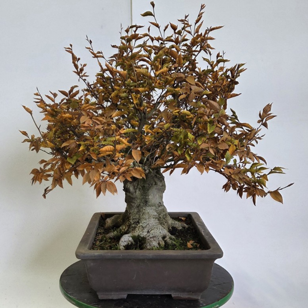 Bonsai für draußen - Fagus crenata