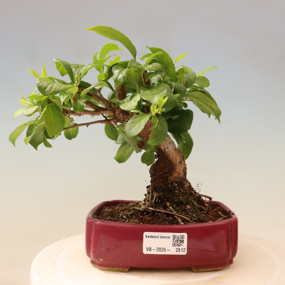 Bonsai für draußen - Celastrus orbiculatus