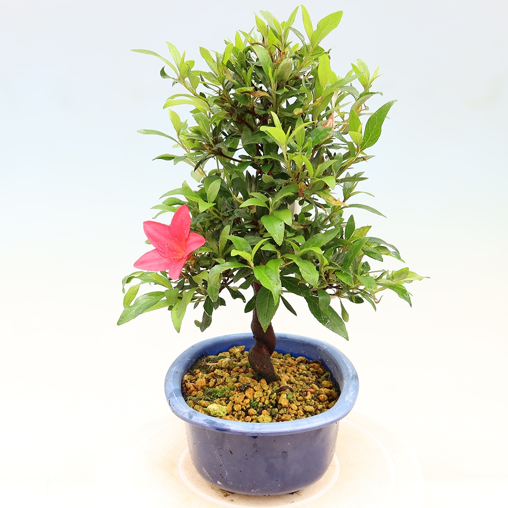 Bonsai für draußen - Japanische Azalee - Azalee CHIHIRO