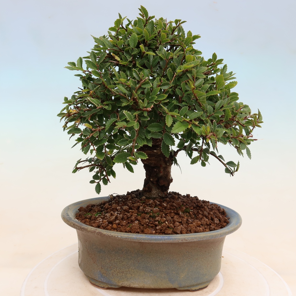 Bonsai für draußen - Zelkova - Zelkova NIRE