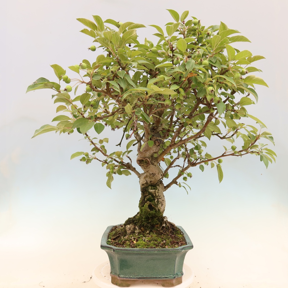 Outdoor-Bonsai -Malus halliana - Kleinfrüchtiger Apfelbaum