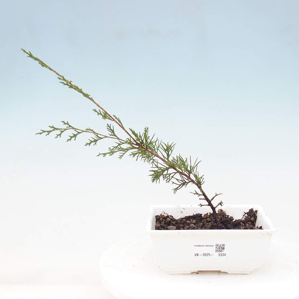 Bonsai für draußen - Juniperus chinensis Itoigawa