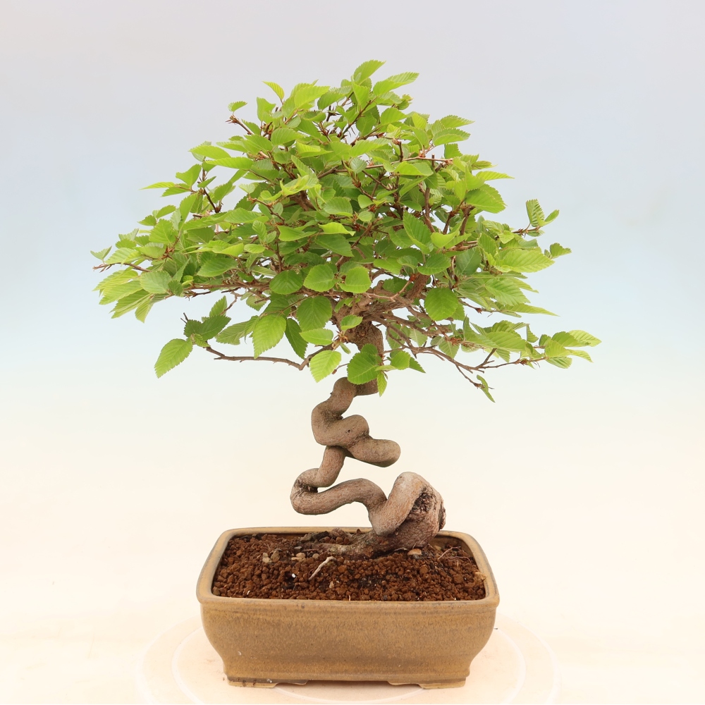 Bonsai für draußen - Karpinus Coreana - Koreanische Hainbuche
