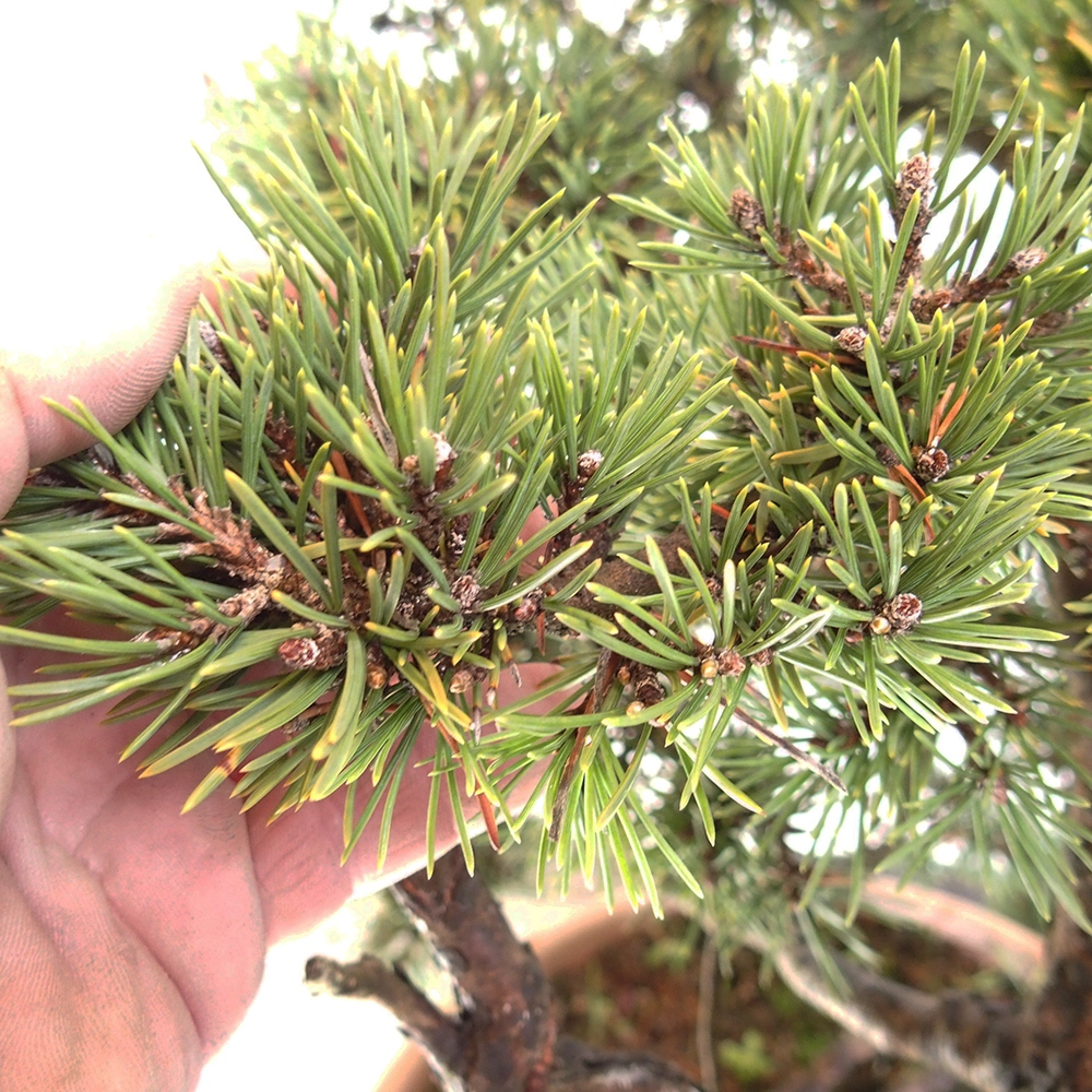Yamadori - Pinus sylvestris Spanien