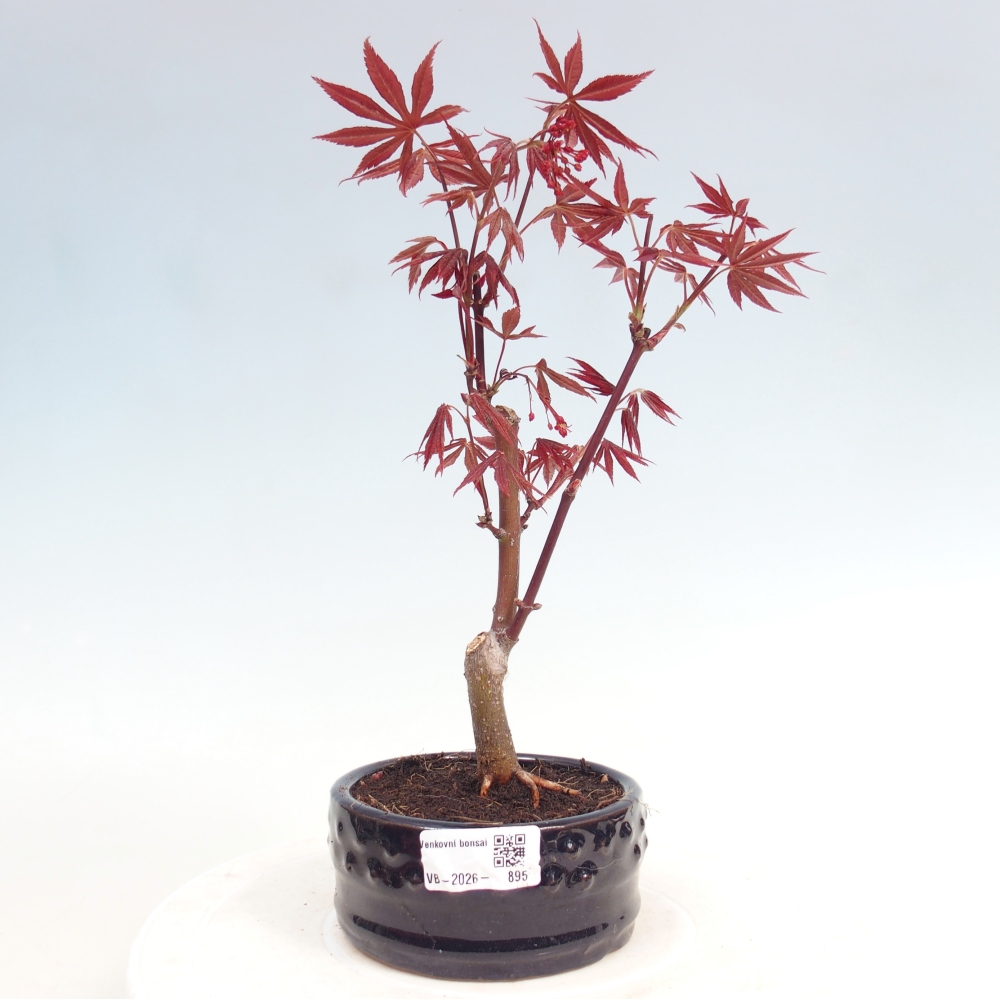 Bonsai für draußen - Acer-Palme. Atropurpureum-Javor palmate