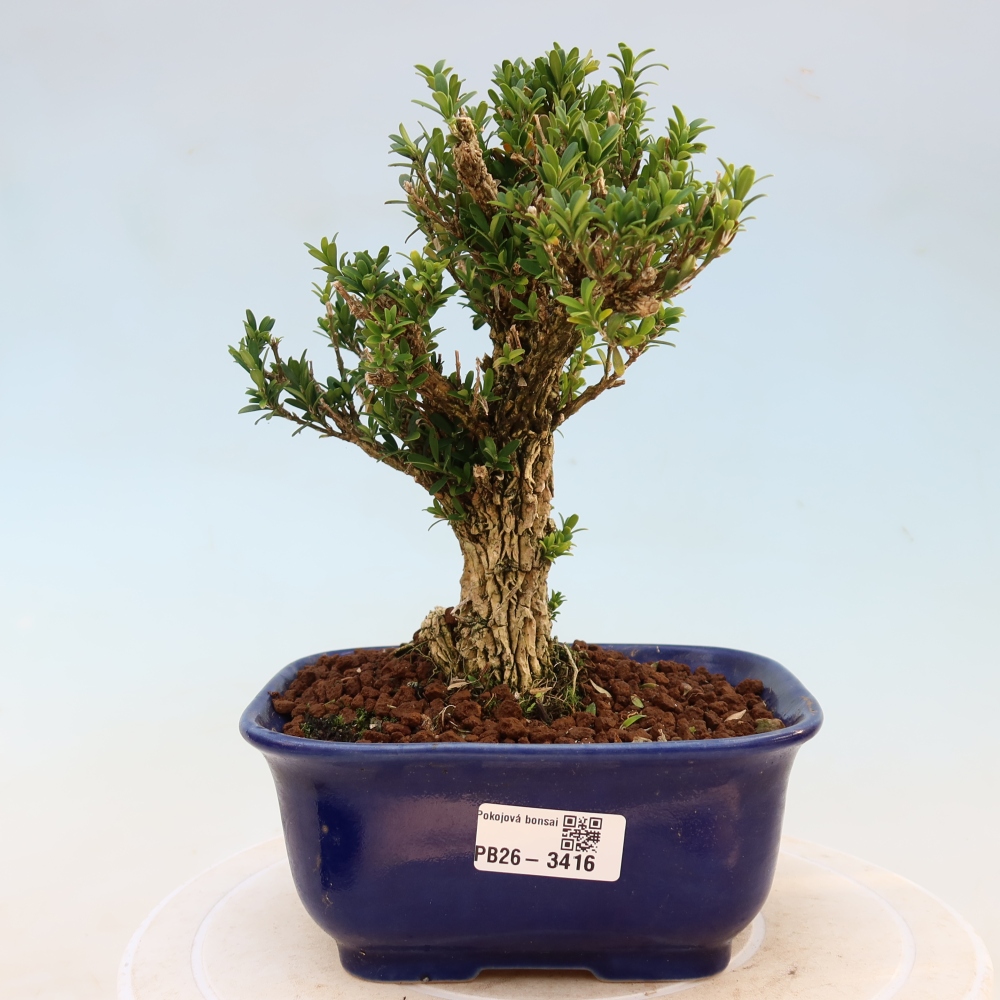 Zimmer Bonsai - Buxus harlandii - Korkbuxus