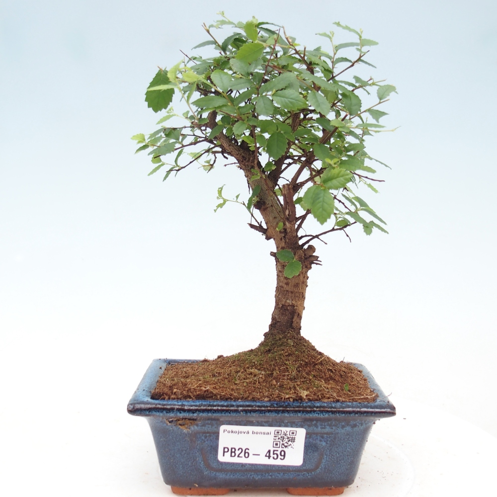 Zimmerbonsai - Ulmus parvifolia - Kleinblättrige Ulme