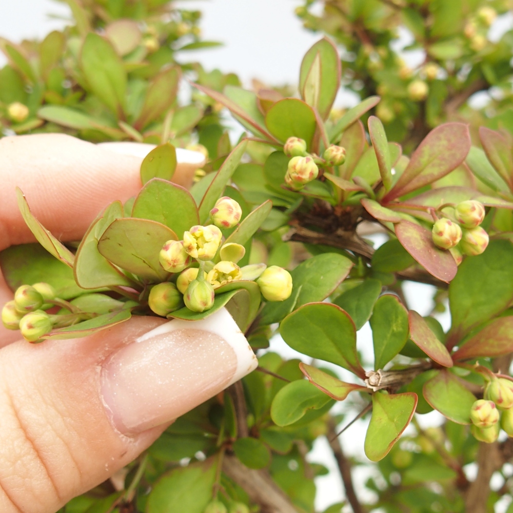 Bonsai für draußen - Berberis coreana