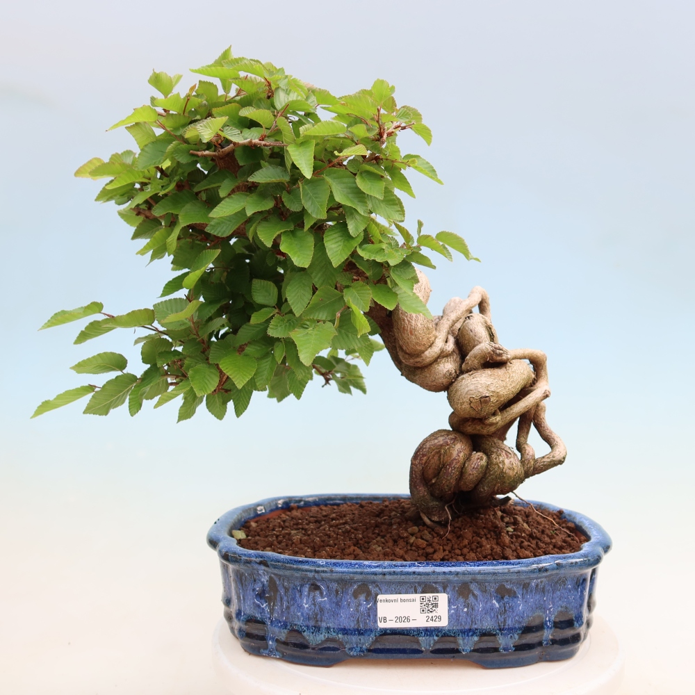 Bonsai für draußen - Karpinus Coreana - Koreanische Hainbuche