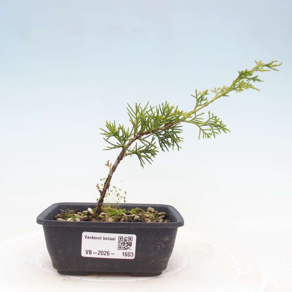 Bonsai für draußen - Juniperus chinensis Itoigawa